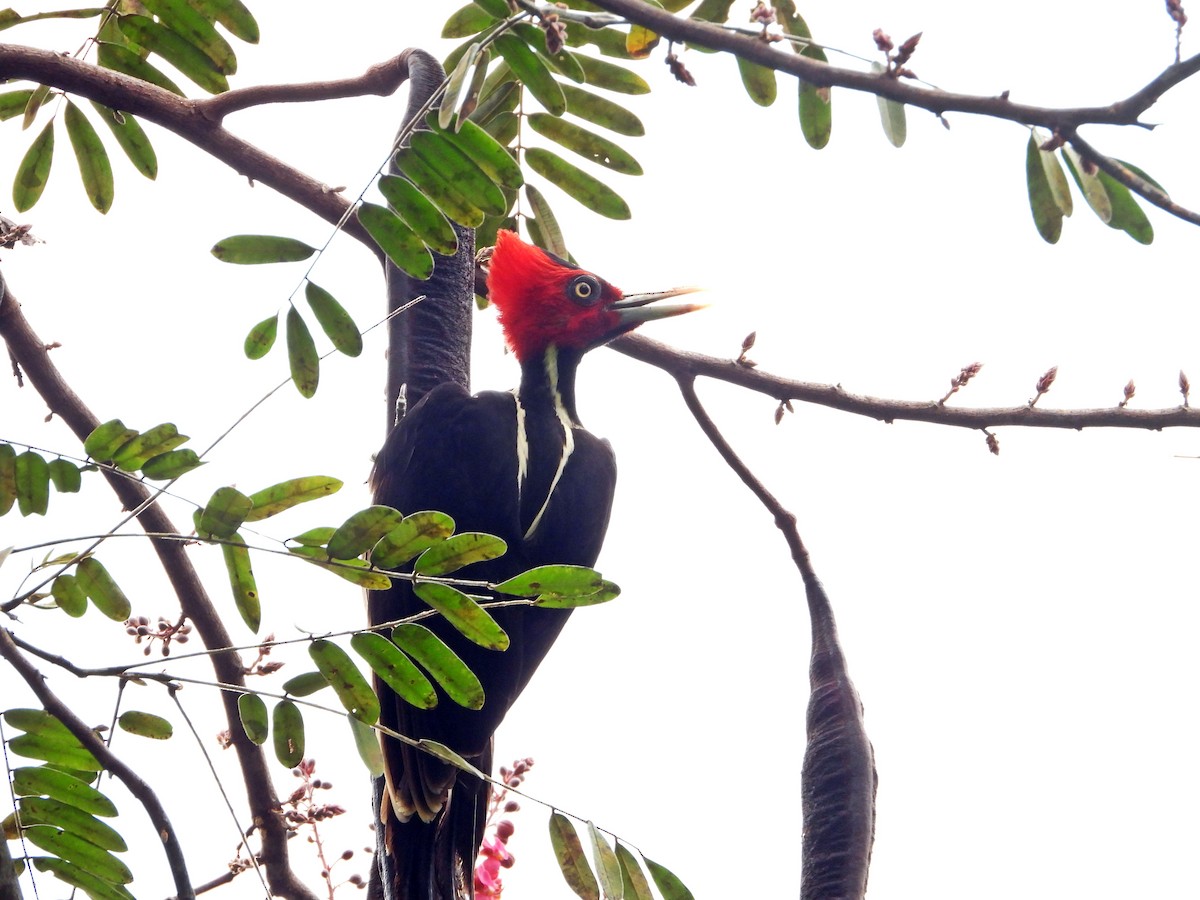 Pale-billed Woodpecker - Pauline Binetruy