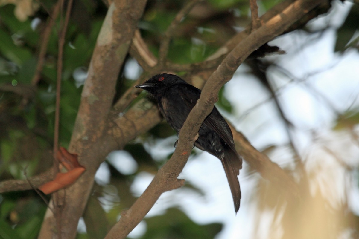 Square-tailed Drongo - ML47330921
