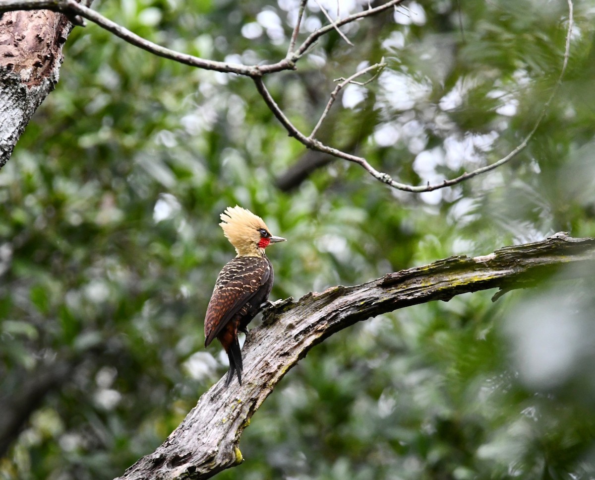 Pale-crested Woodpecker - ML473310011