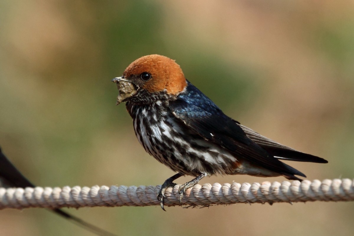 Lesser Striped Swallow - Nigel Voaden