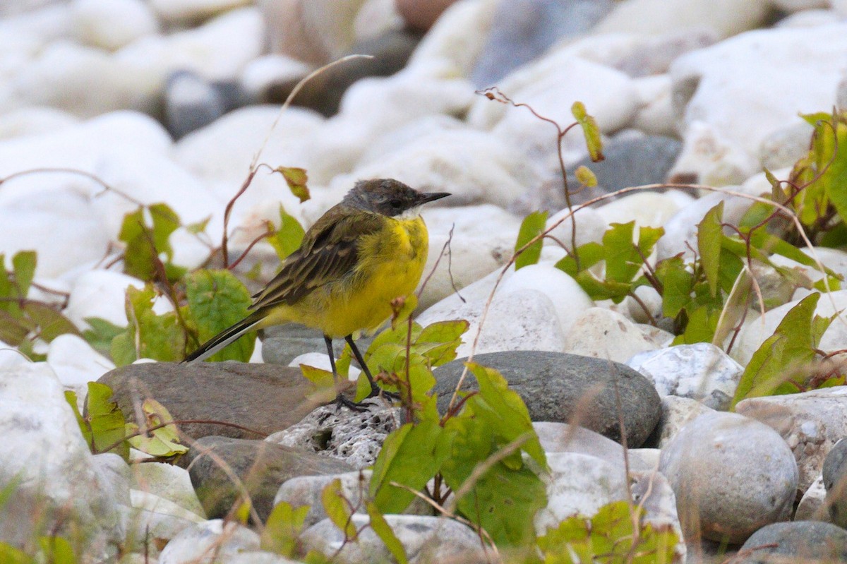 Western Yellow Wagtail - Ric Else