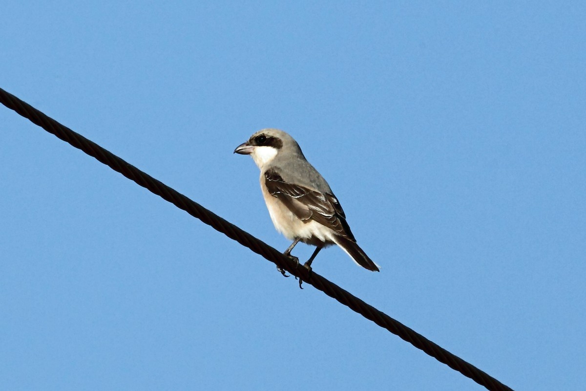 Lesser Gray Shrike - Nigel Voaden