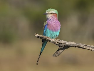  - Lilac-breasted Roller