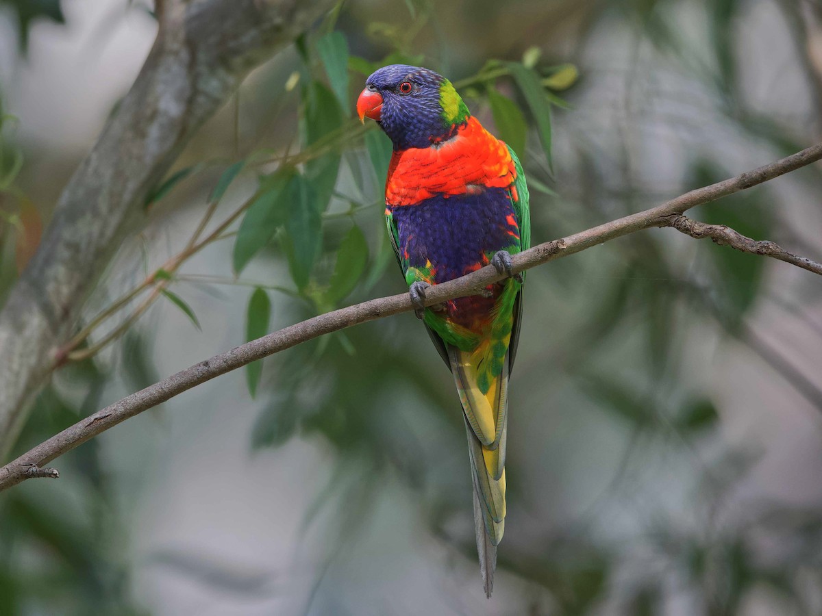 Rainbow lory bird fashion