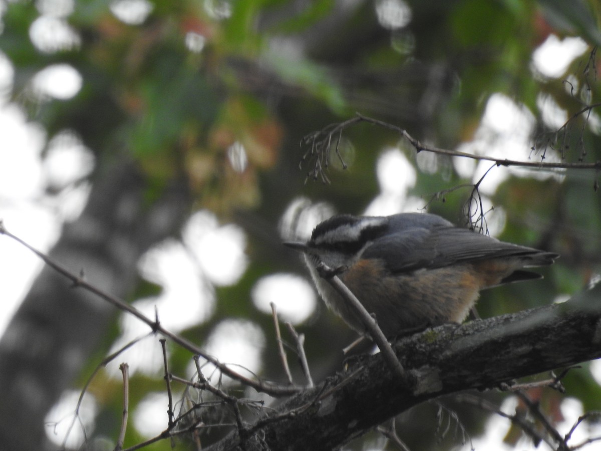 Red-breasted Nuthatch - ML473317571