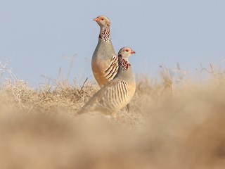  - Barbary Partridge