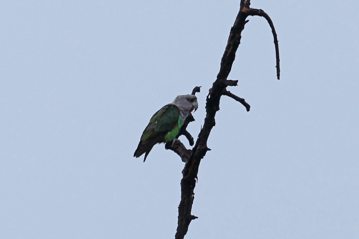 Brown-necked Parrot (Gray-headed) - Nigel Voaden