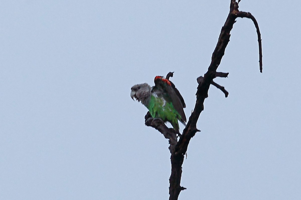 Папуга-довгокрил бурошиїй (підвид suahelicus) - ML47332011