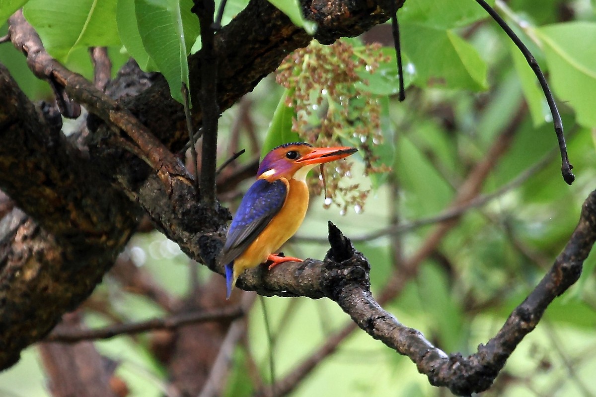 African Pygmy Kingfisher - Nigel Voaden