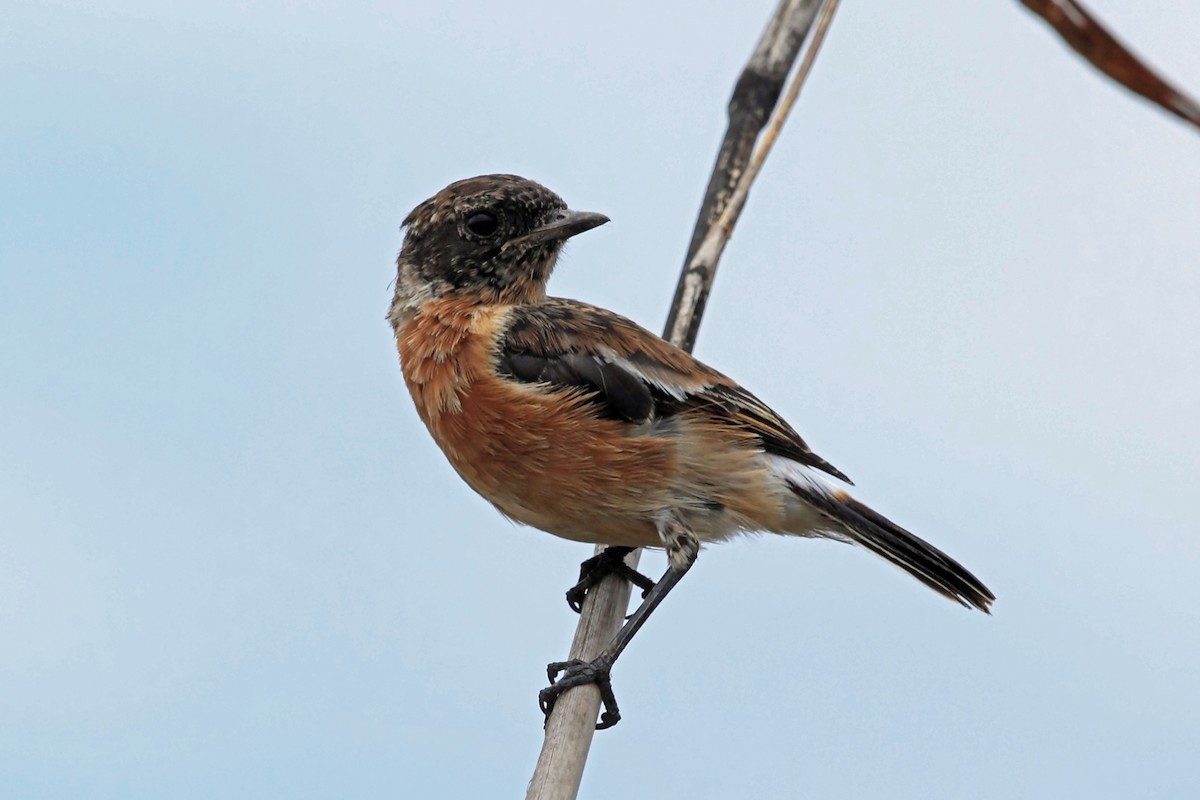 African Stonechat (African) - ML47332141