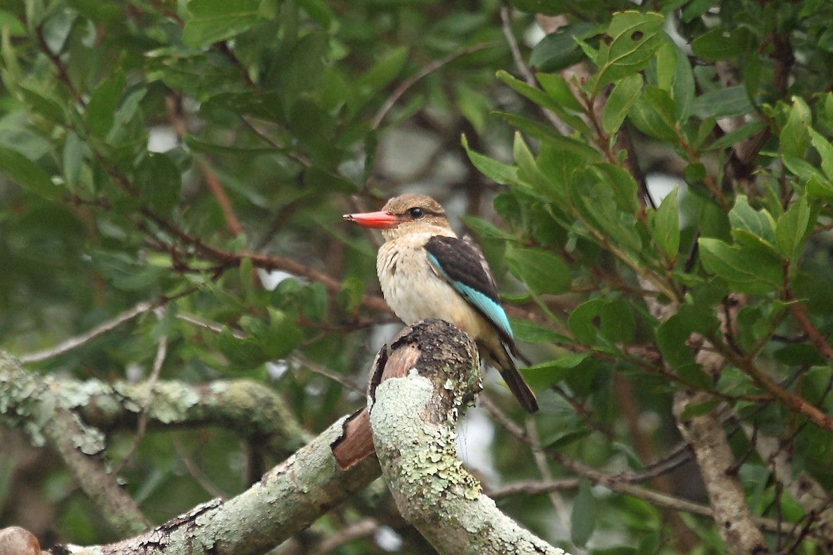 Brown-hooded Kingfisher - Nigel Voaden