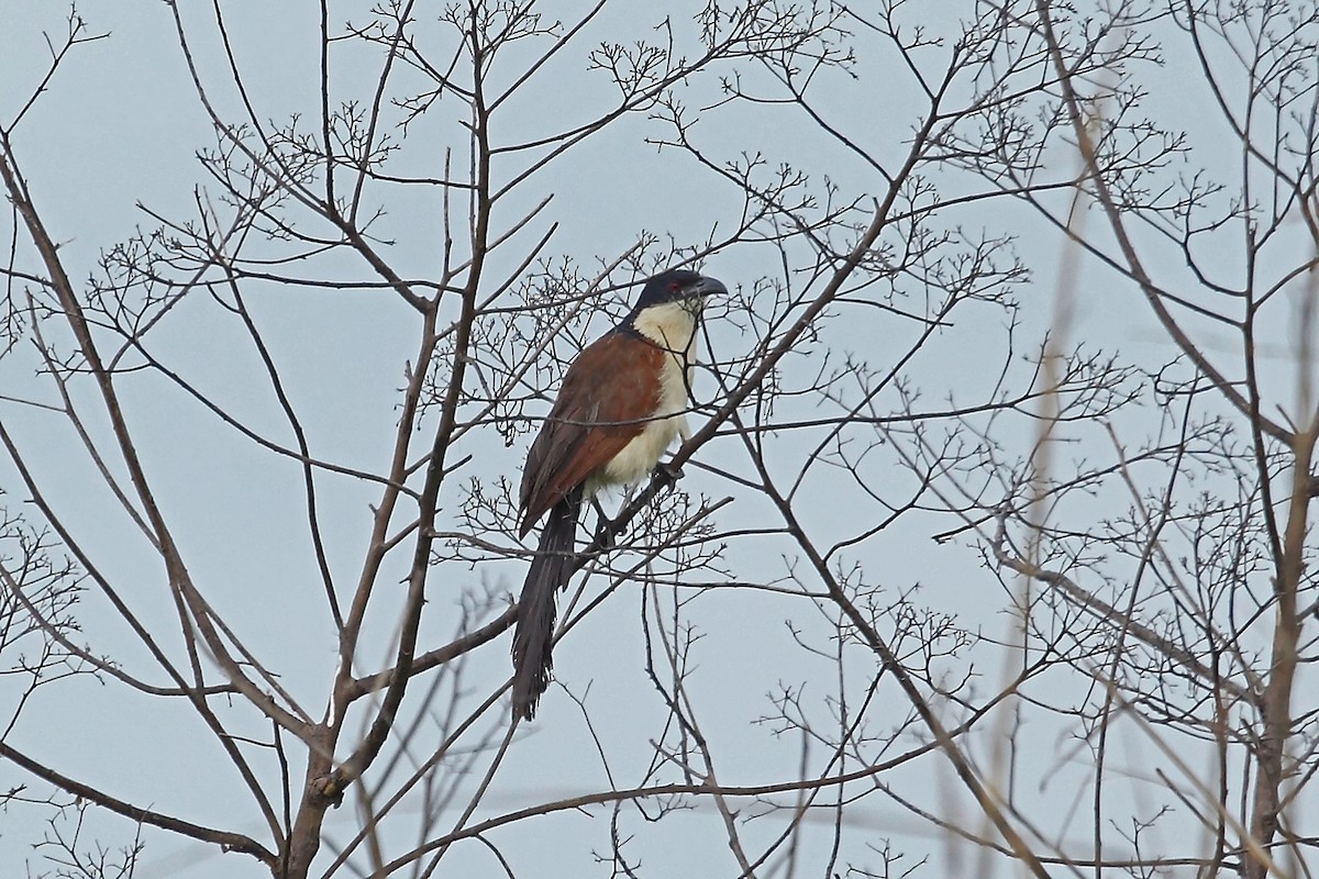 Coppery-tailed Coucal - ML47332341