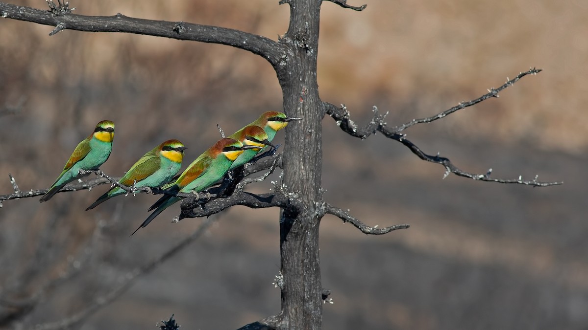 European Bee-eater - ML473323861