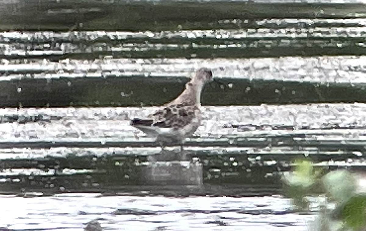 Wisconsin eBird Checklist 7 Aug 2022 Lake KoshkonongVinnie HaHa