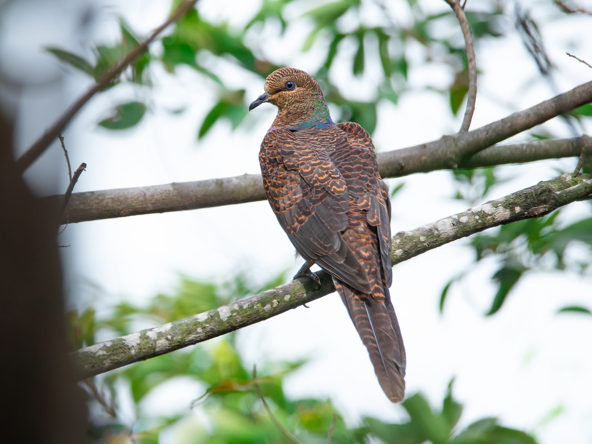 Barred Cuckoo-Dove - Macropygia unchall - Birds of the World