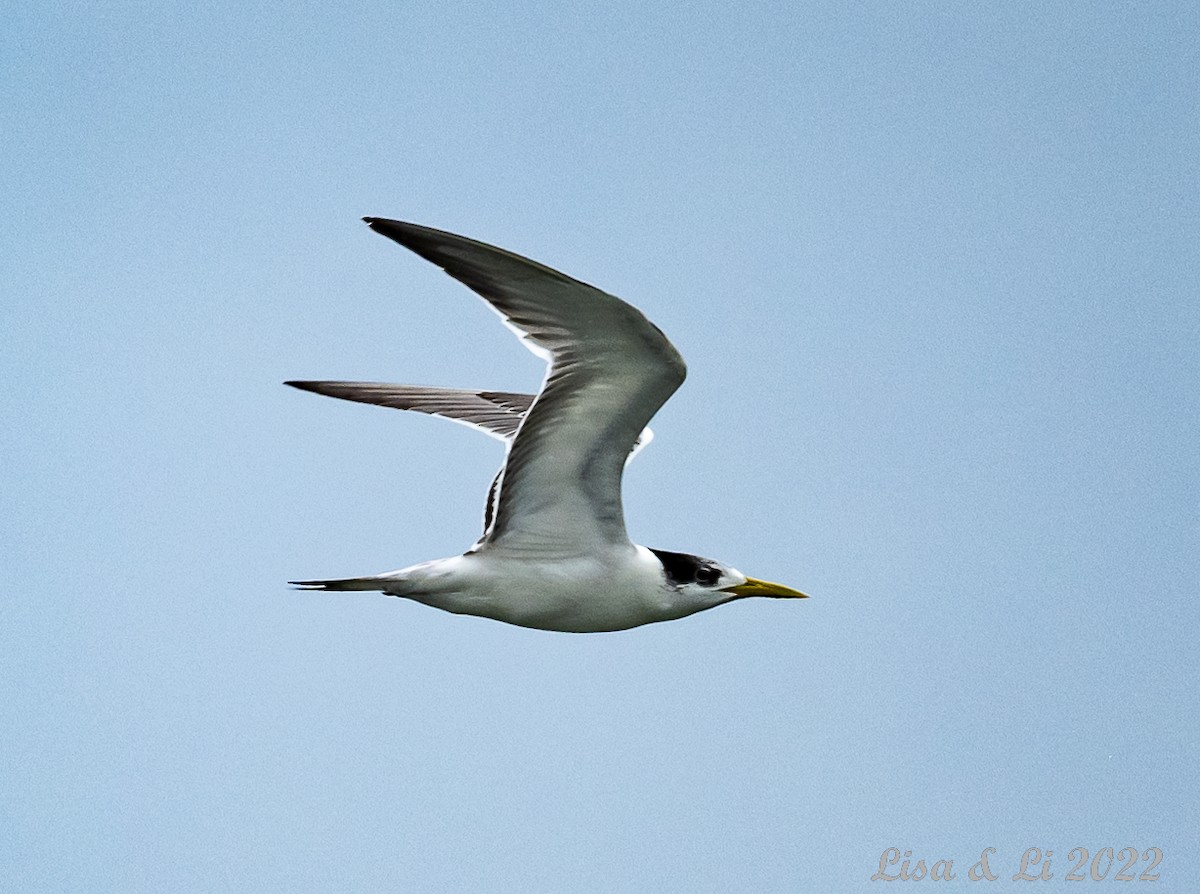 Great Crested Tern - ML473334561