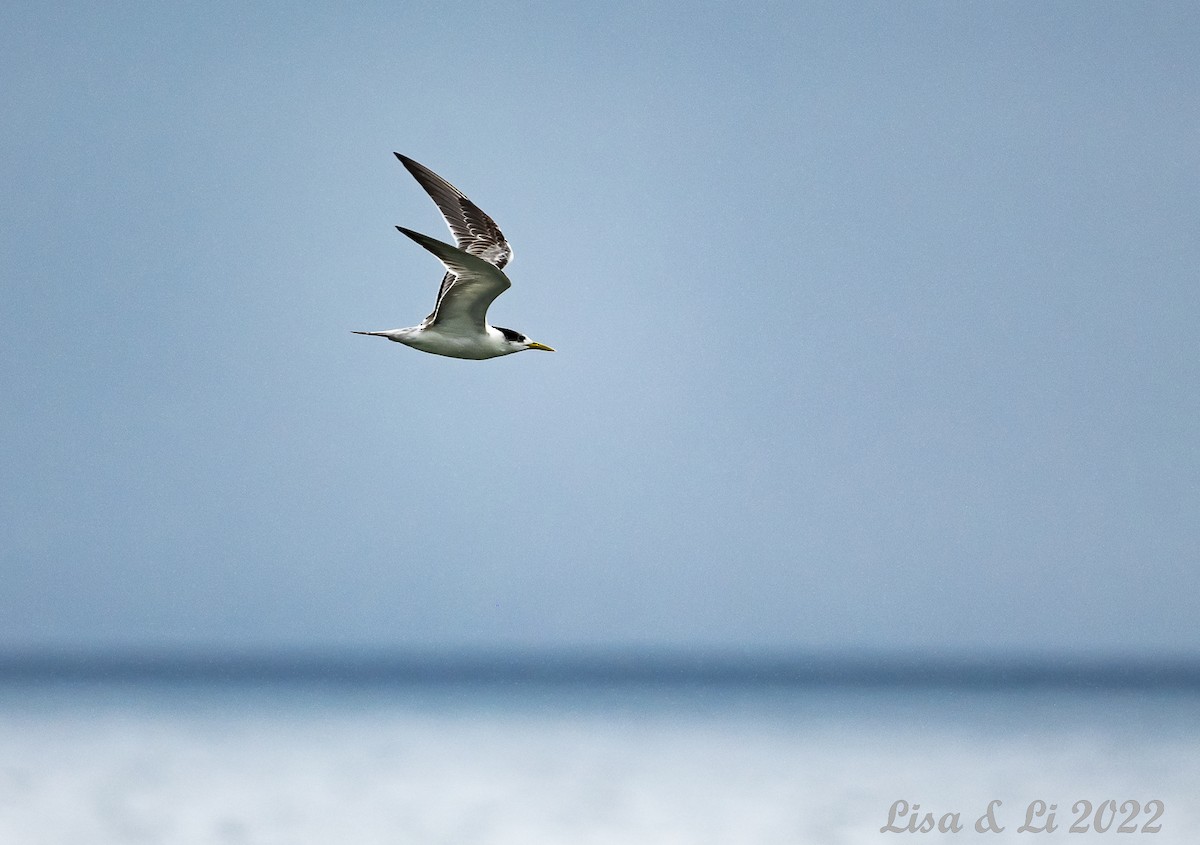 Great Crested Tern - ML473334601