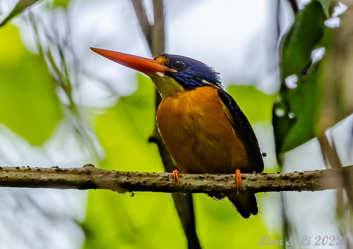 Moluccan Dwarf-Kingfisher (North Moluccan) - Lisa & Li Li