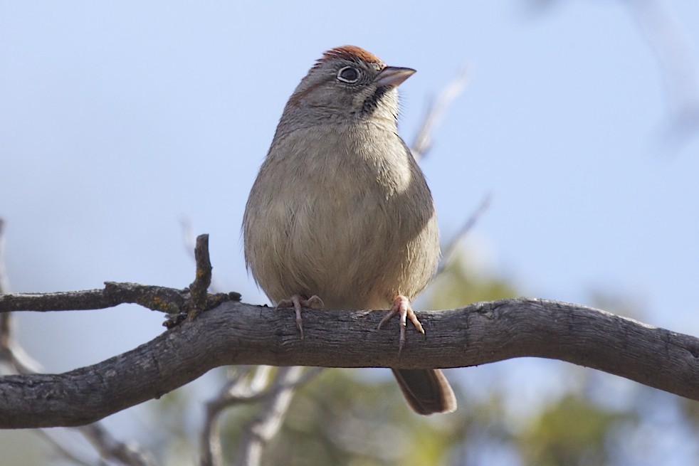 Rufous-crowned Sparrow - robert bowker