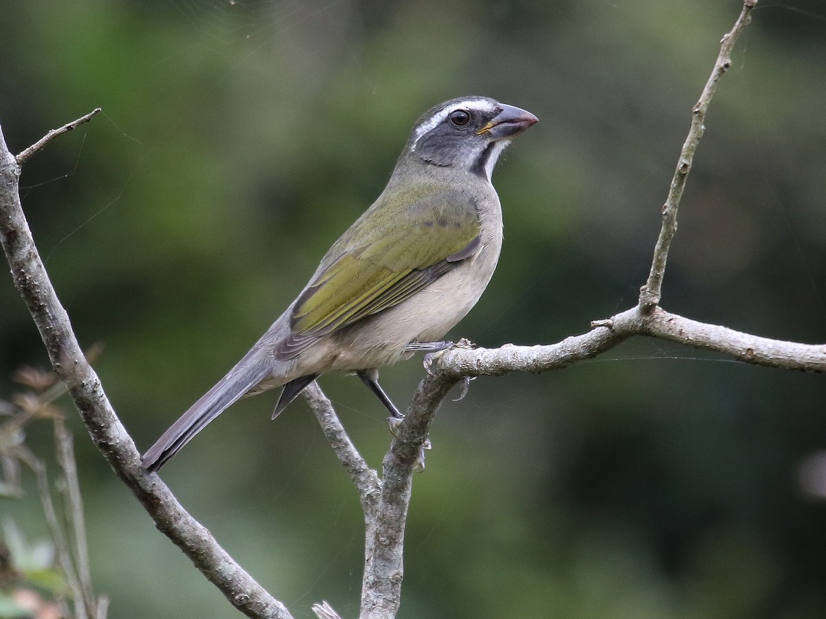 Green-winged Saltator - Saltator similis - Birds of the World