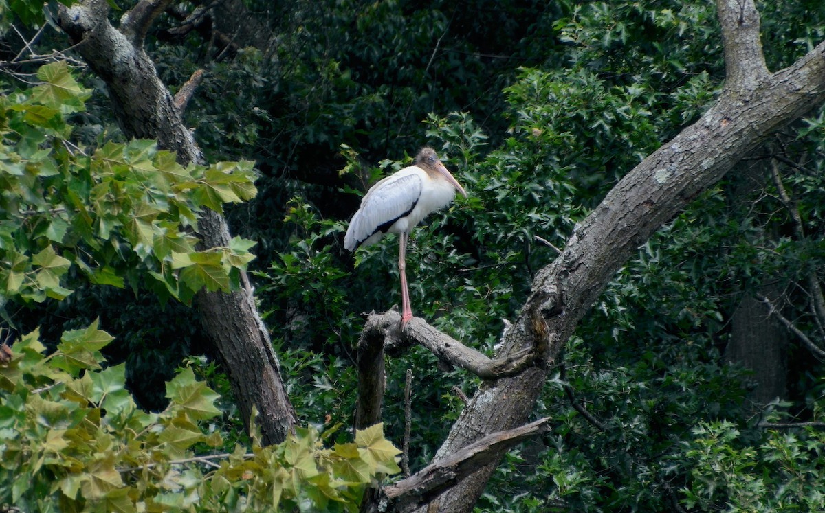 Wood Stork - Ailes and Dodson