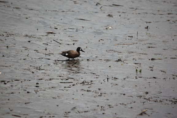 Blue-winged Teal - ML473353351