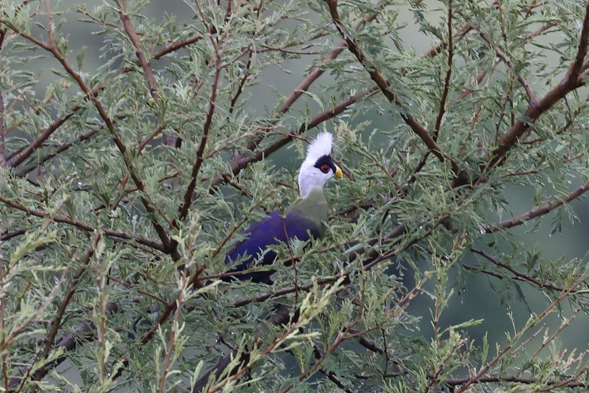 White-crested Turaco - ML473354311