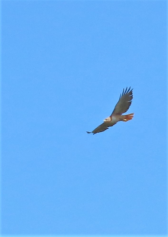 Red-tailed Hawk (kemsiesi/hadropus) - ML473358111