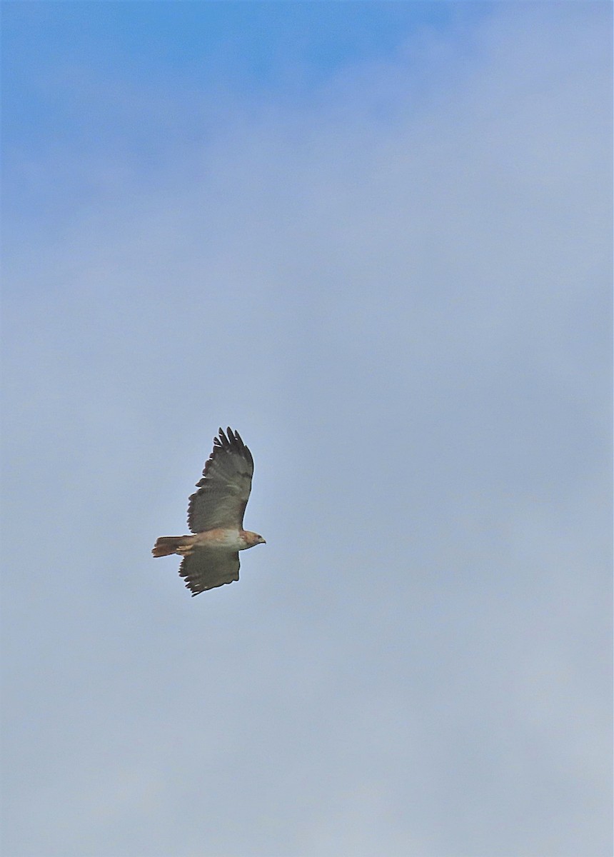 Red-tailed Hawk (kemsiesi/hadropus) - ML473358121