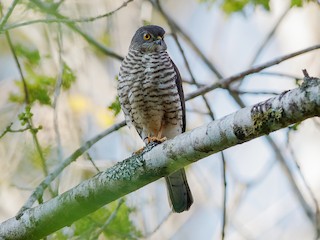  - Frances's Sparrowhawk