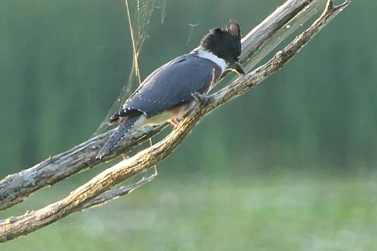 Belted Kingfisher - ML473366571