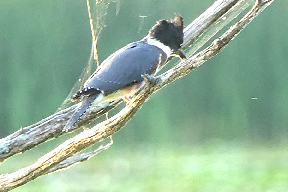 Belted Kingfisher - ML473366731