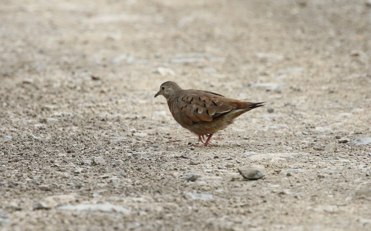 Ruddy Ground Dove - ML473379001