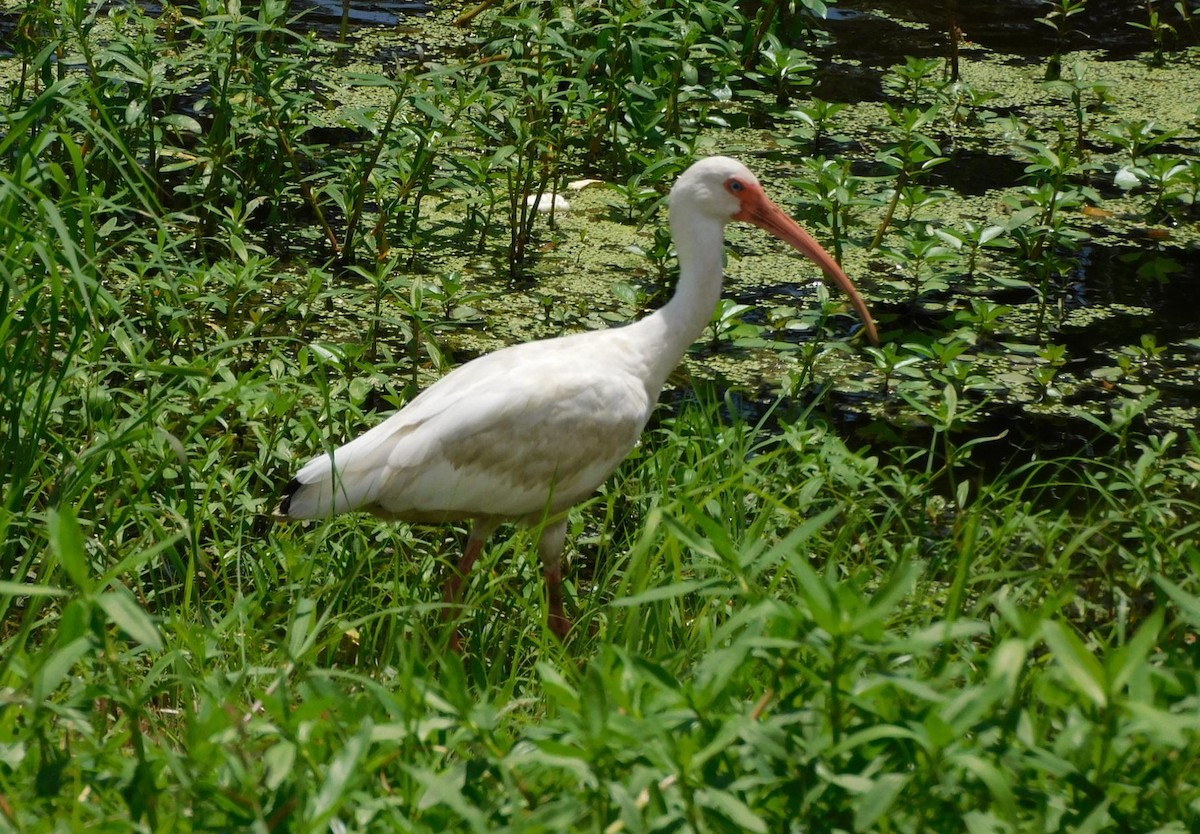 eBird Checklist 7 Aug 2022 Ashland Landfill Road 9 species