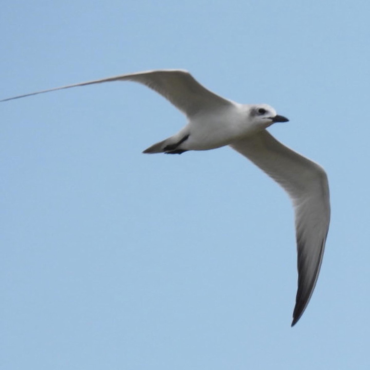 Gull-billed Tern - Steven Self