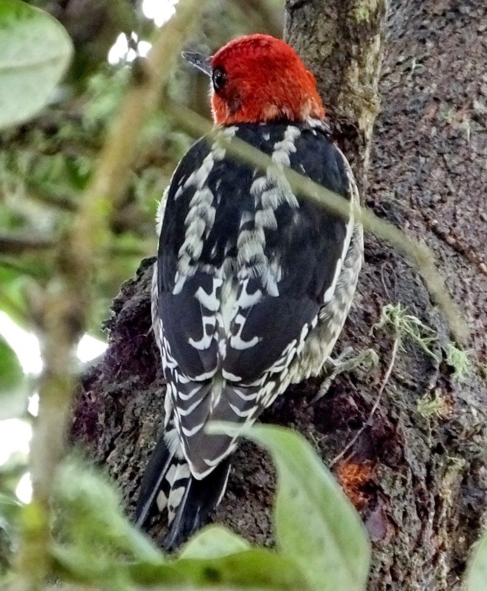 Red-breasted Sapsucker - ML47338321