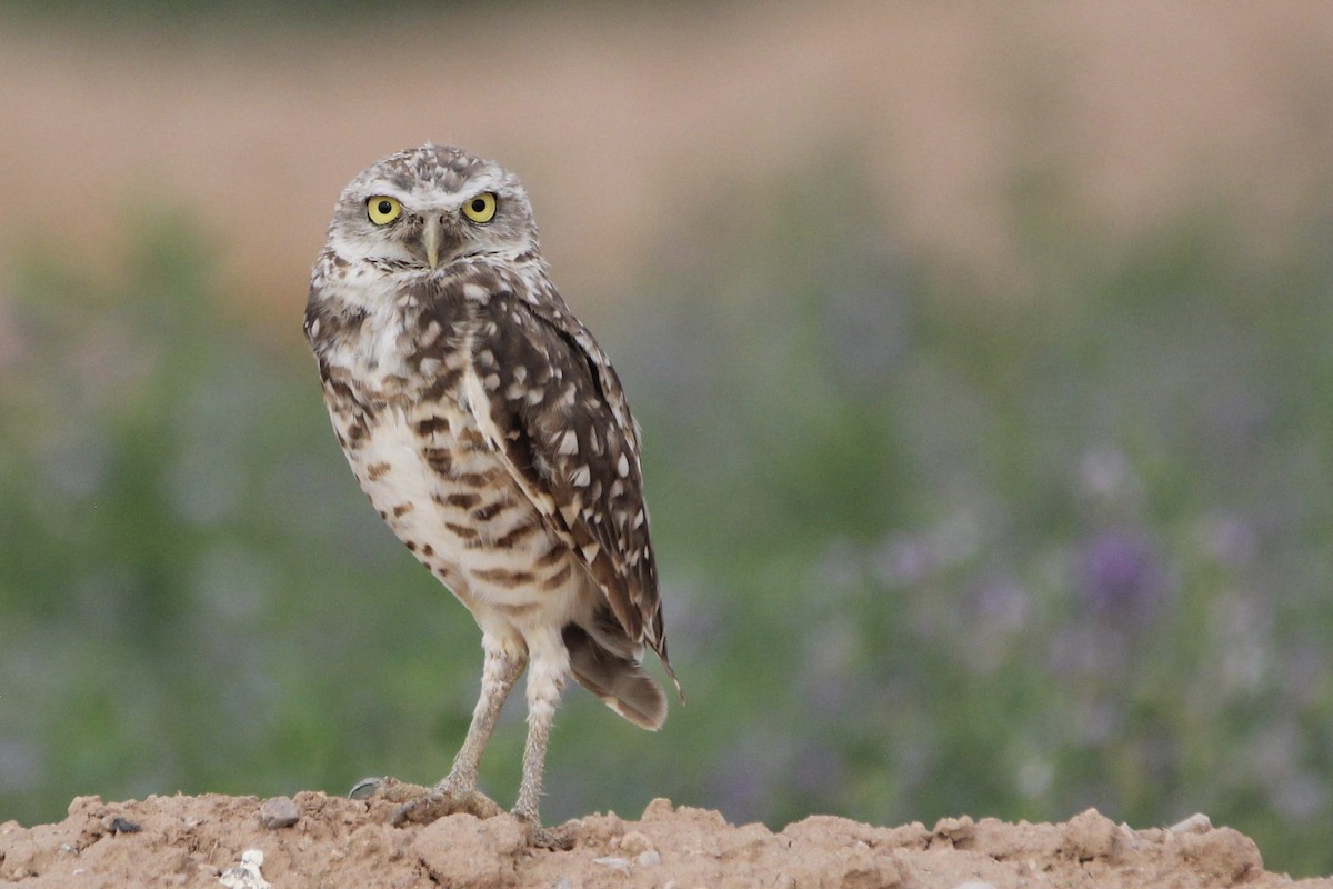 Burrowing Owl - ML473389041