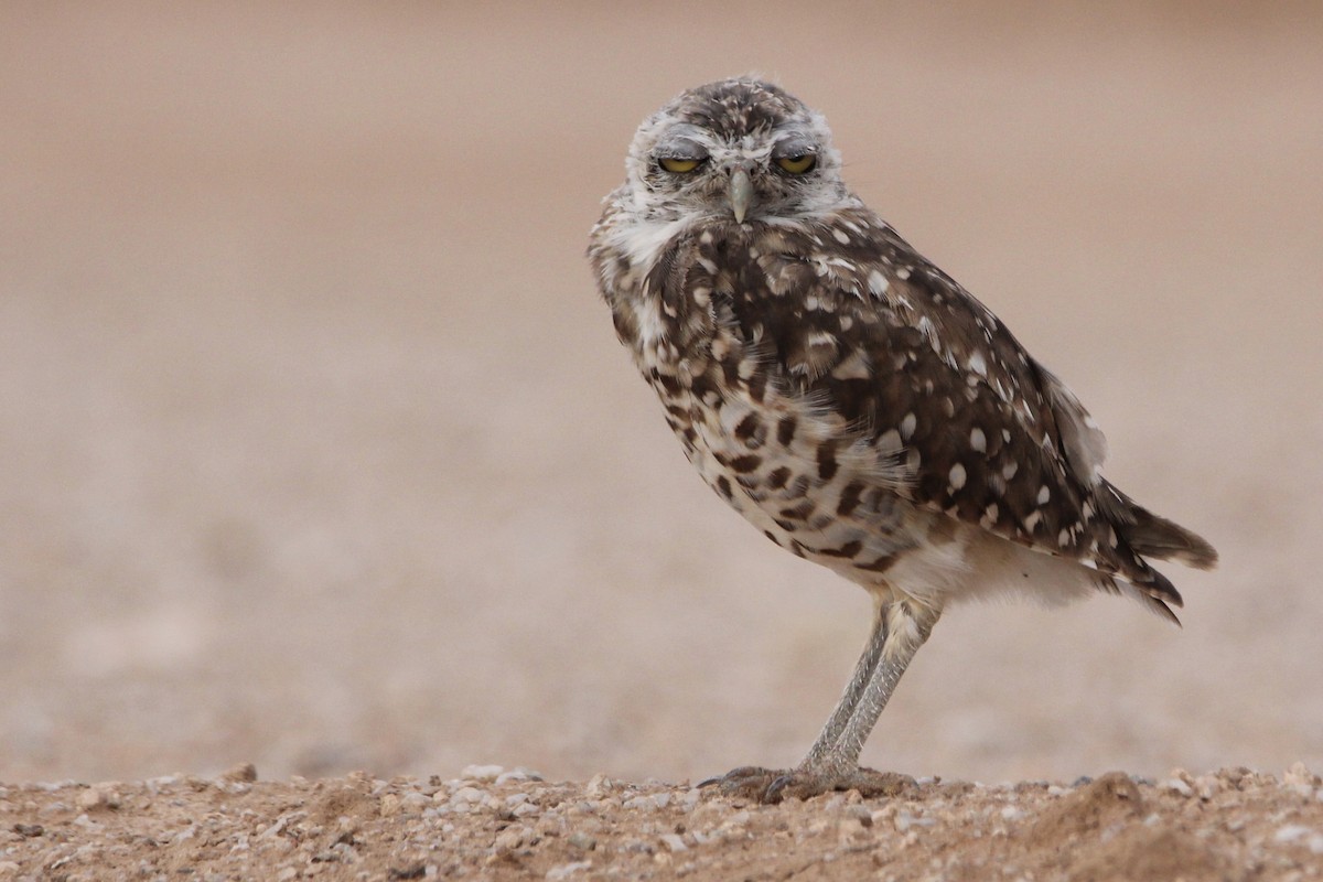 Burrowing Owl - ML473389071
