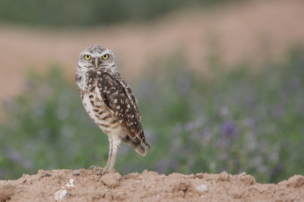 Burrowing Owl - ML473389141