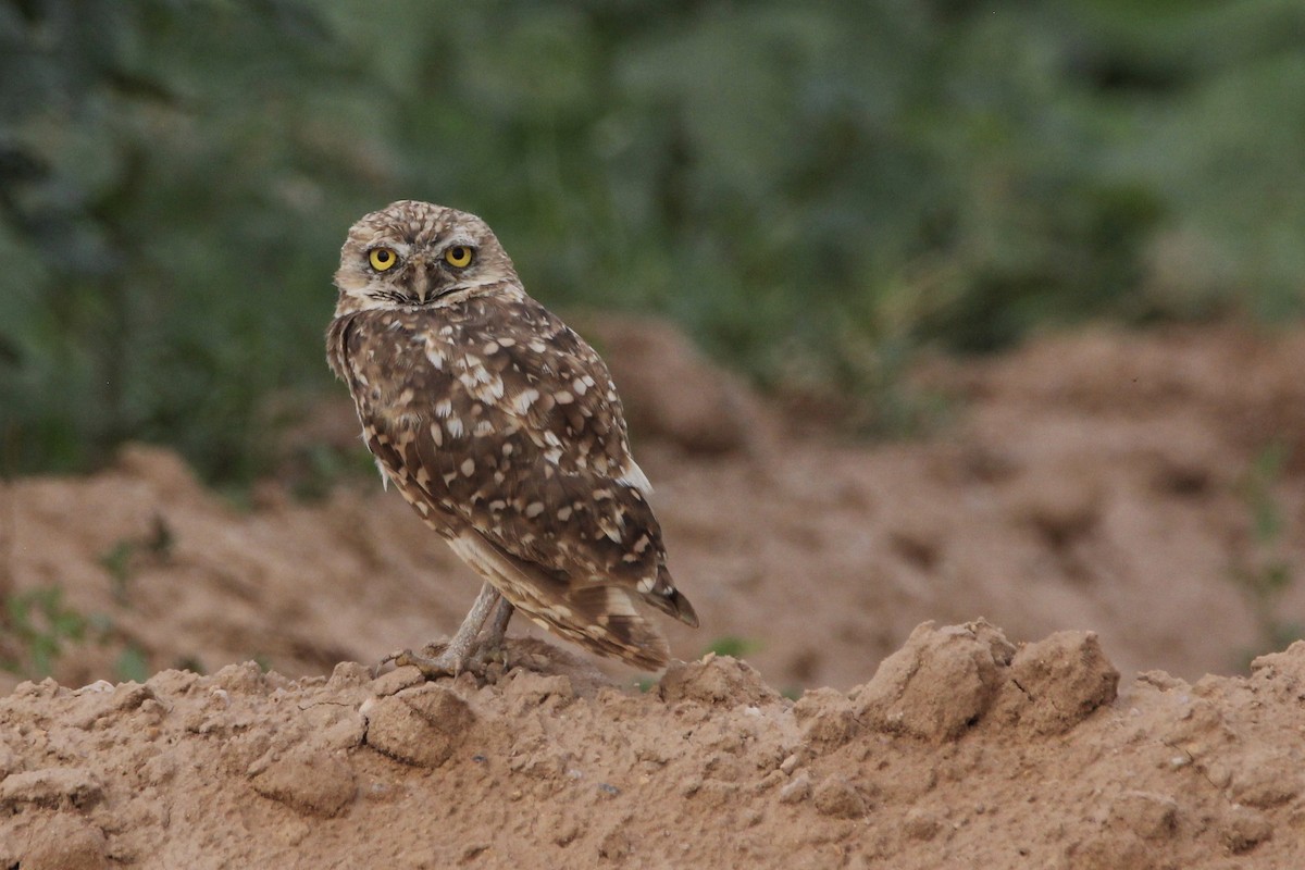 Burrowing Owl - ML473389151