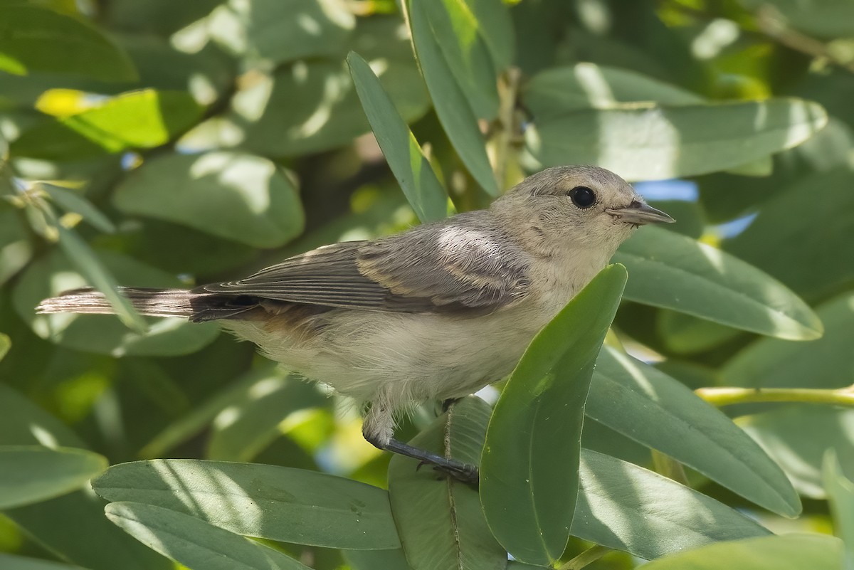 Lucy's Warbler - ML473390891