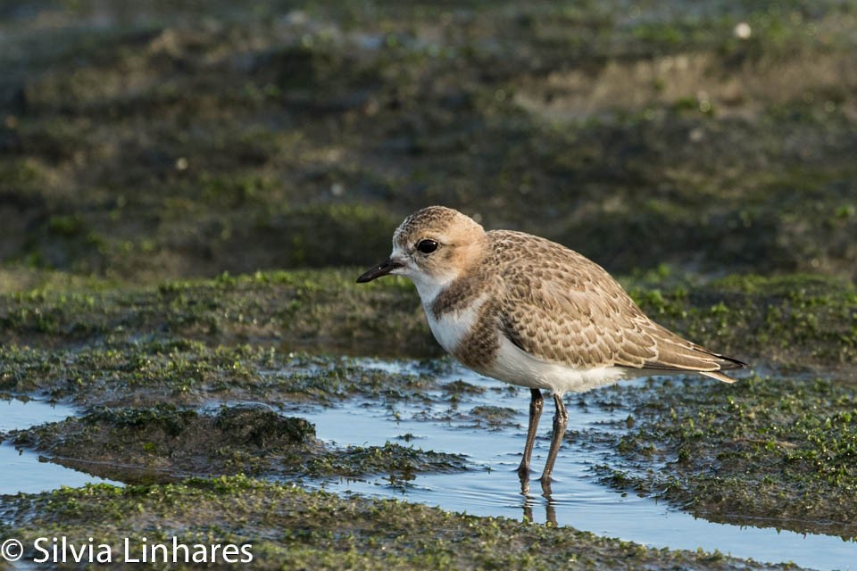 Two-banded Plover - Silvia Faustino Linhares