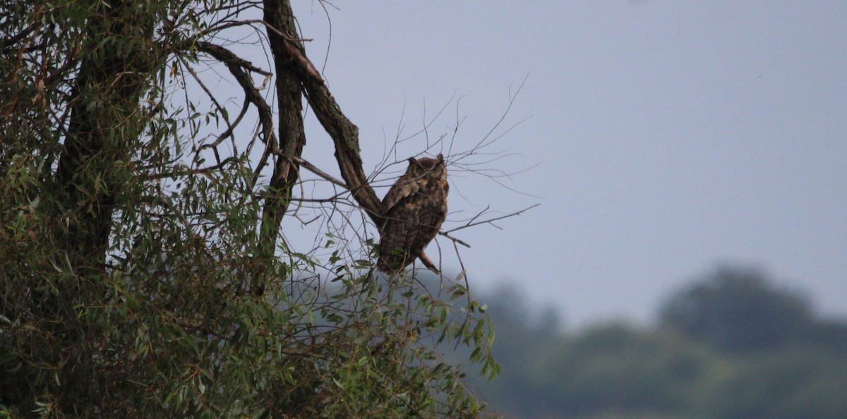 Great Horned Owl - ML473396821
