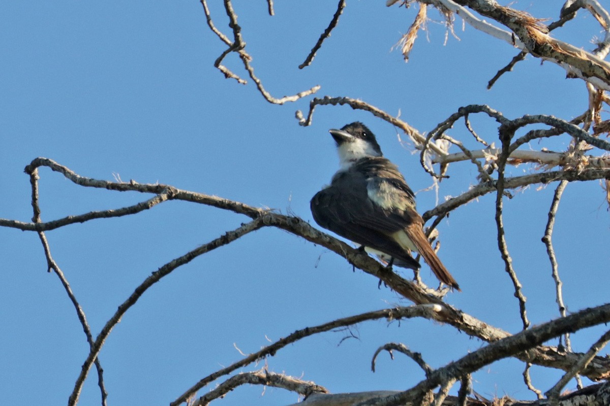 eBird Checklist 4 Aug 2022 De Anza TrailTubac 9 species