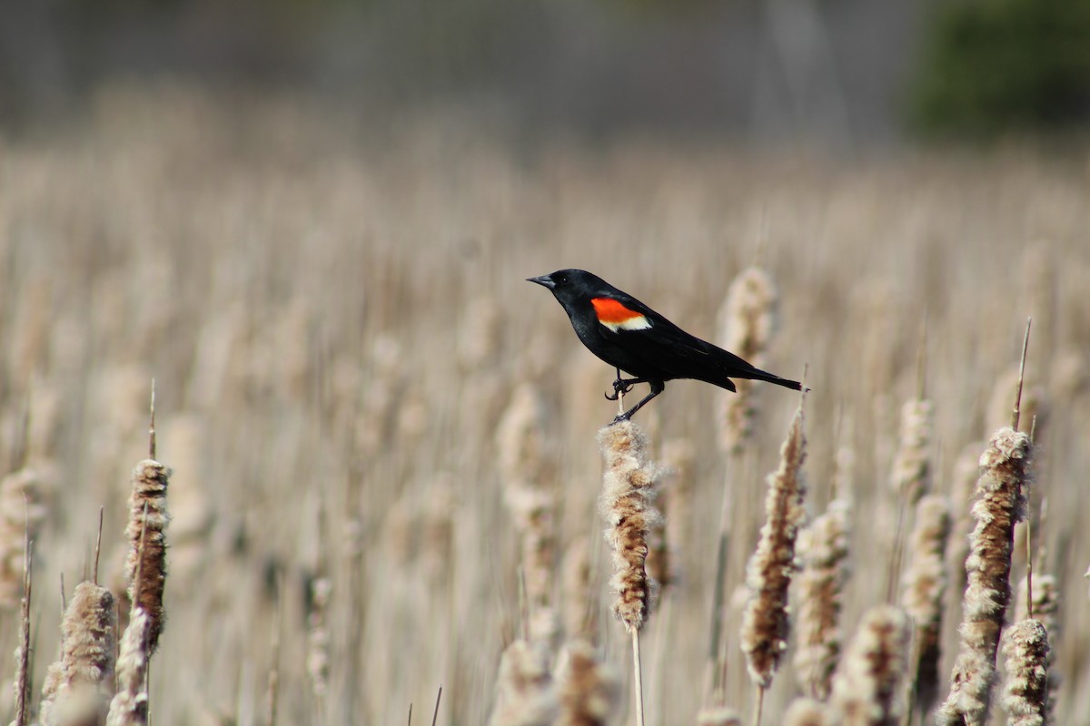 Red-winged Blackbird - ML473408601