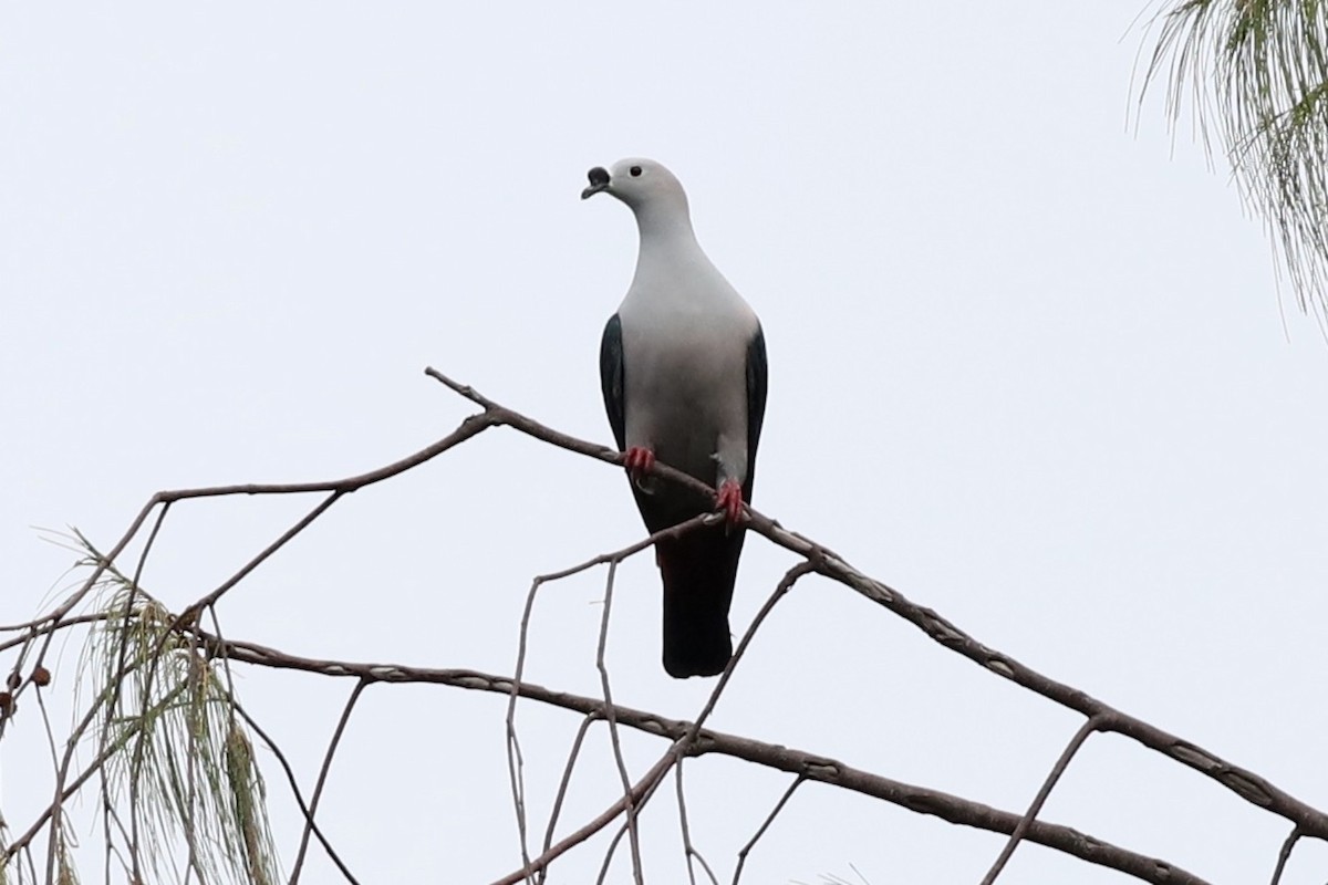 Spice Imperial-Pigeon - ML473413401