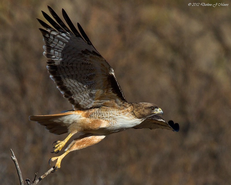 Red-tailed Hawk (fuertesi) - ML473413701