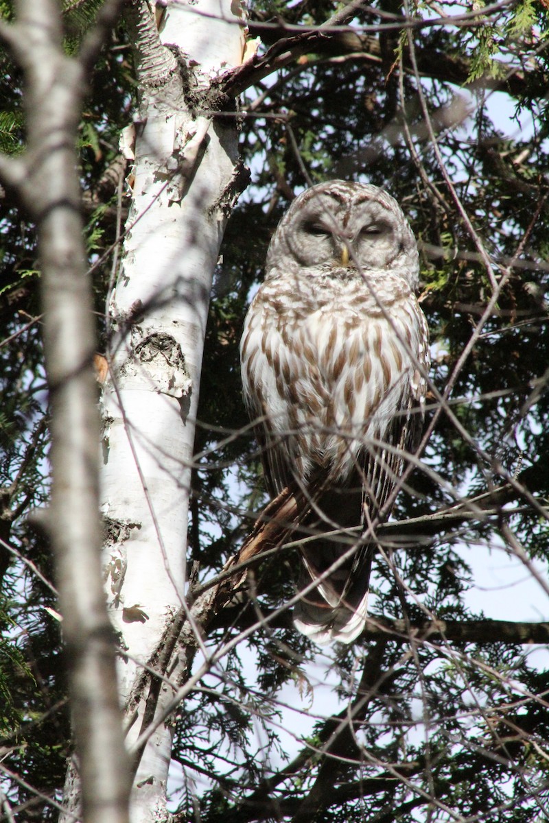 Barred Owl - ML473422901