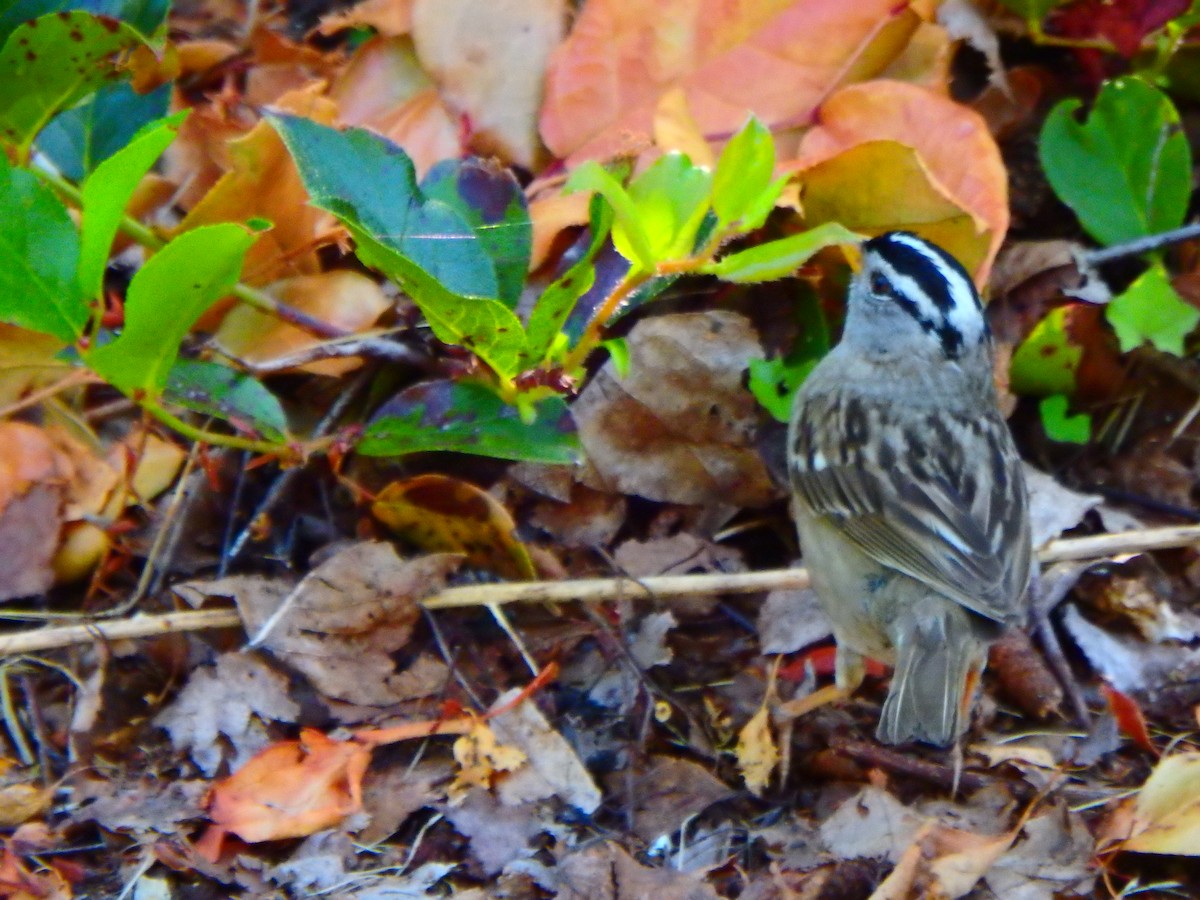 White-crowned Sparrow - Melissa Okimoto