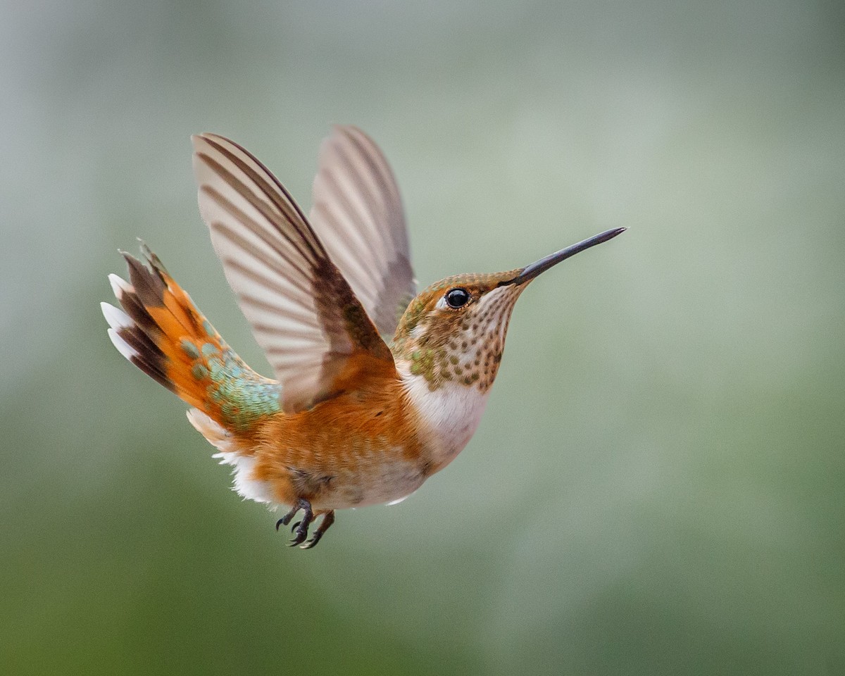 Rufous Hummingbird - Eric Spink